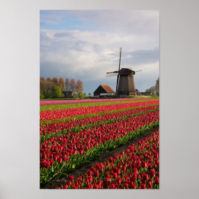 Póster Tulipanes rojos y molino de viento (Frente)