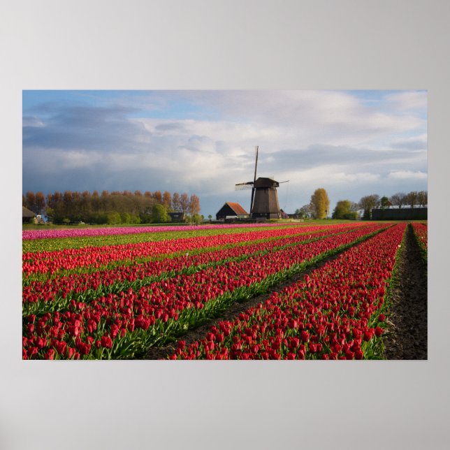 Póster Tulipanes rojos y un molino de viento (Frente)