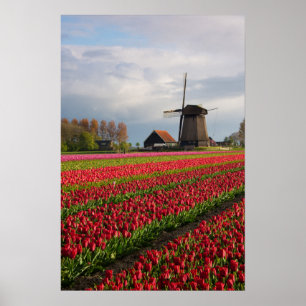 Póster Tulipanes rojos y un molino de viento