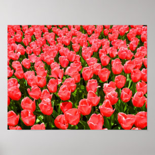 Póster Tulipanes rosa profundo