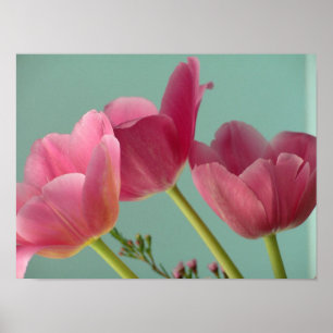 Póster Tulipanes rosados