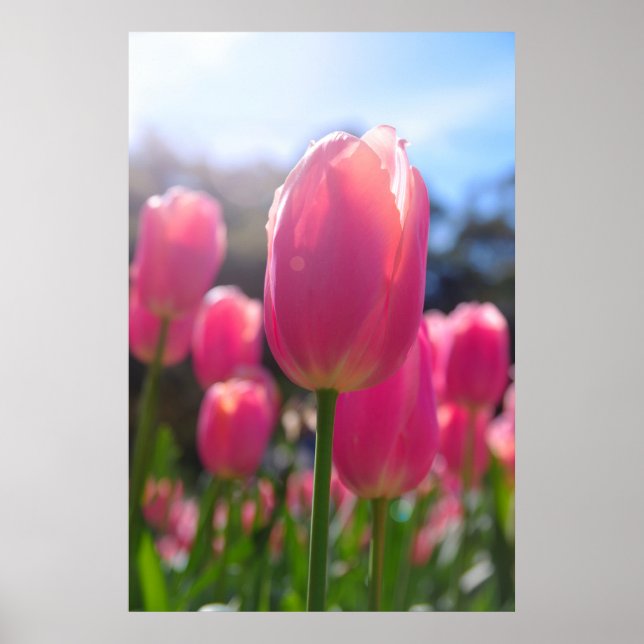 Póster Tulipanes rosados (Frente)