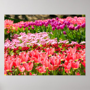 Póster Tulipanes rosados