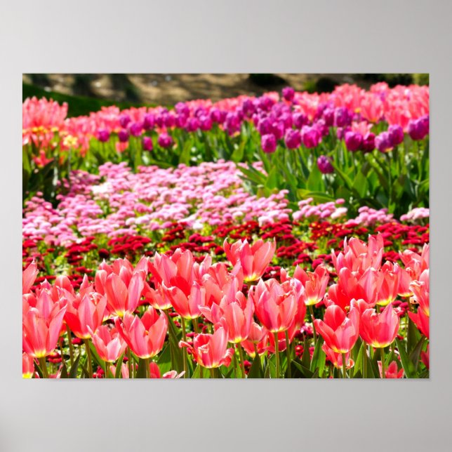 Póster Tulipanes rosados (Frente)