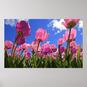 Póster Tulipanes rosados