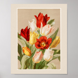 Póster Tulipanes rosados, amarillos, blancos y rojos