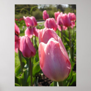 Póster Tulipanes rosados de bonito