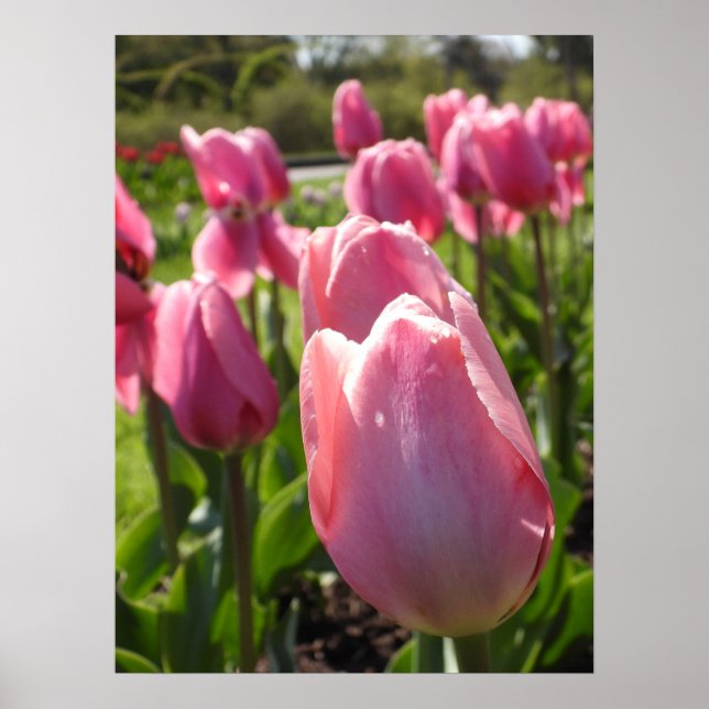 Póster Tulipanes rosados de bonito (Frente)