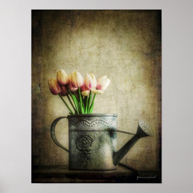 Póster Tulipanes rosados en regadera (Frente)