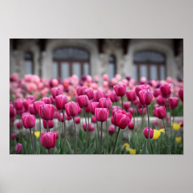Póster Tulipanes rosados - Montreal (Poster) (Frente)
