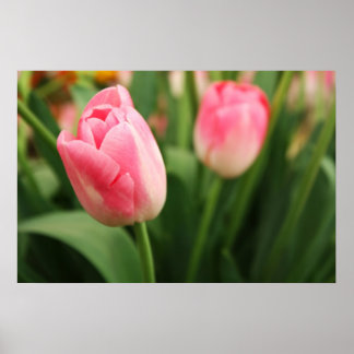 Póster Tulipanes rosados - Poster