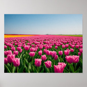 Póster Tulipanes rosados vibrantes en campo primaveral