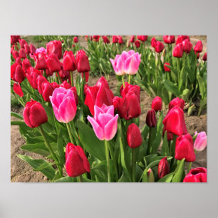 Póster Tulipanes rosados y rojos