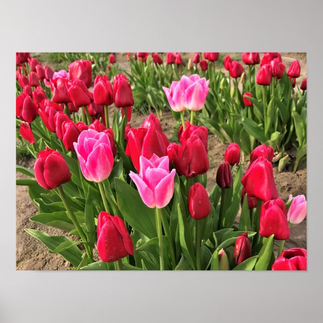 Póster Tulipanes rosados y rojos (Frente)