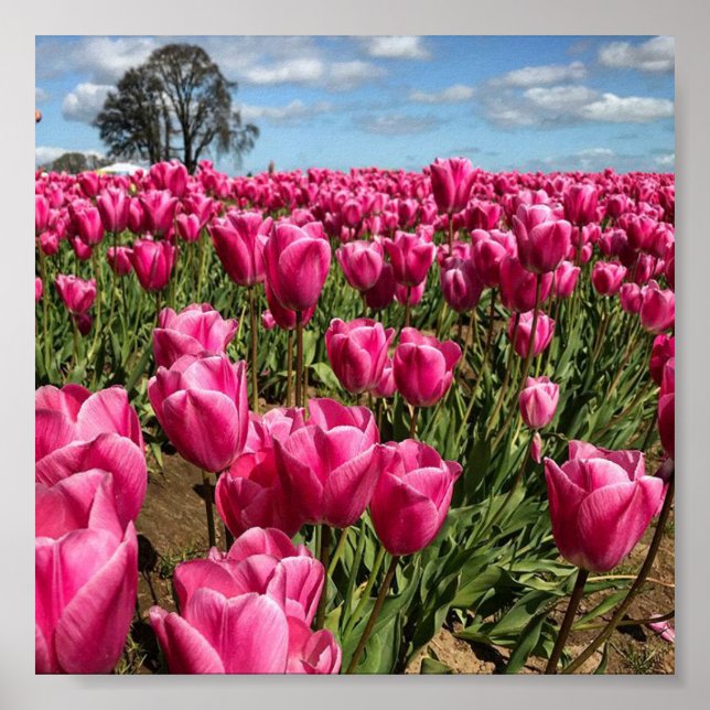 Póster Tulipanes rosas en un campo, Oregón (Frente)