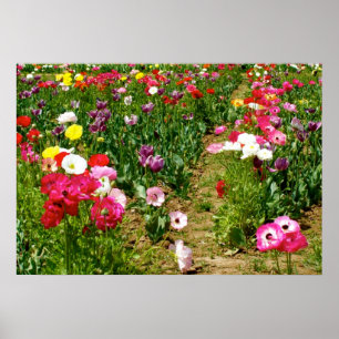Póster Tulipanes y amapolas