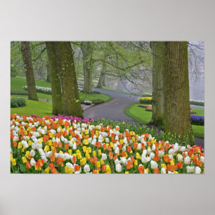 Póster Tulipanes y carretera, Jardines Keukenhof, Lisse,