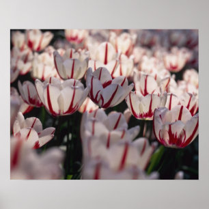 Póster Tulipanos