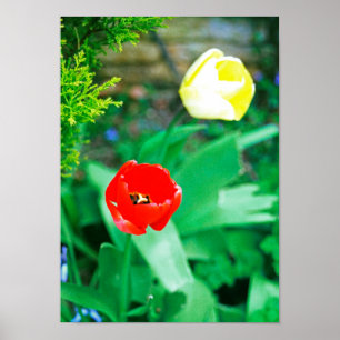 Póster Tulipanos
