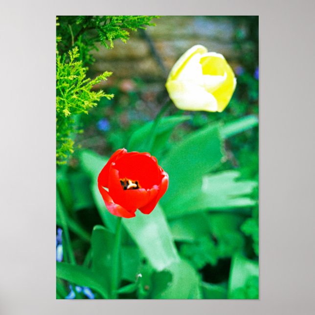 Póster Tulipanos (Frente)
