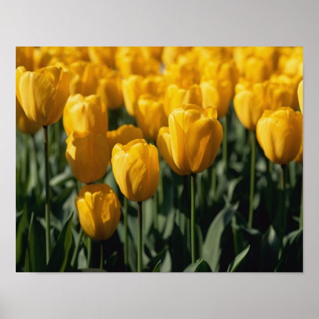 Póster Tulipanos 3 (Frente)