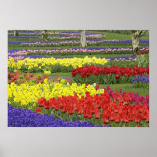 Póster Tulipanos, jacinto de uva y daffodilo, 2