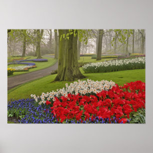Póster Tulipanos y daffodils, Keukenhof Gardens,