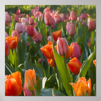 Póster Tulips