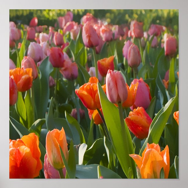 Póster Tulips (Frente)