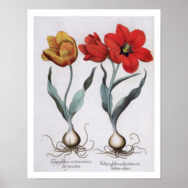 Póster Tulips: 1.Tulipa globosa serotina cinnabrio colore (Frente)