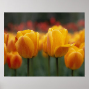 Póster Tulips 2