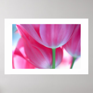 Póster Tulips #2-Poster