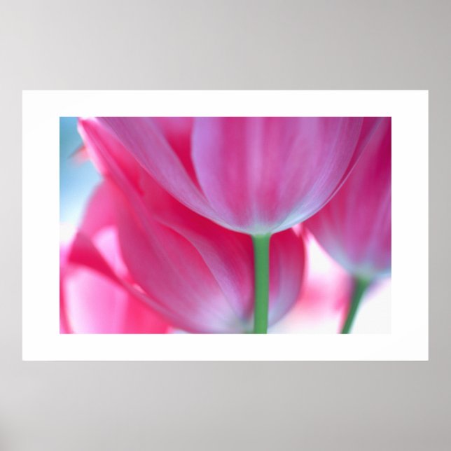 Póster Tulips #2-Poster (Frente)