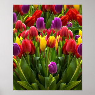 Póster Tulips brillante