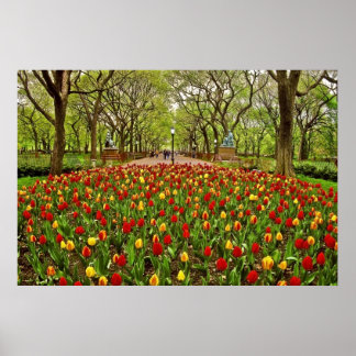 Póster Tulips Central Park NYC