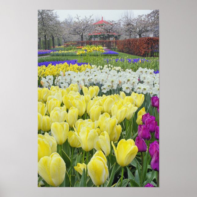 Póster Tulips, daffodils, and Grape Hyacinth flowers, (Frente)