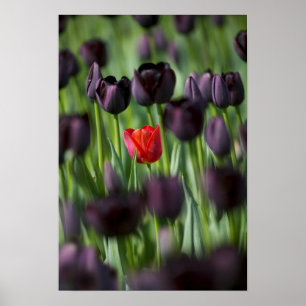 Póster Tulips in Keukenhof Gardens, Amsterdam,