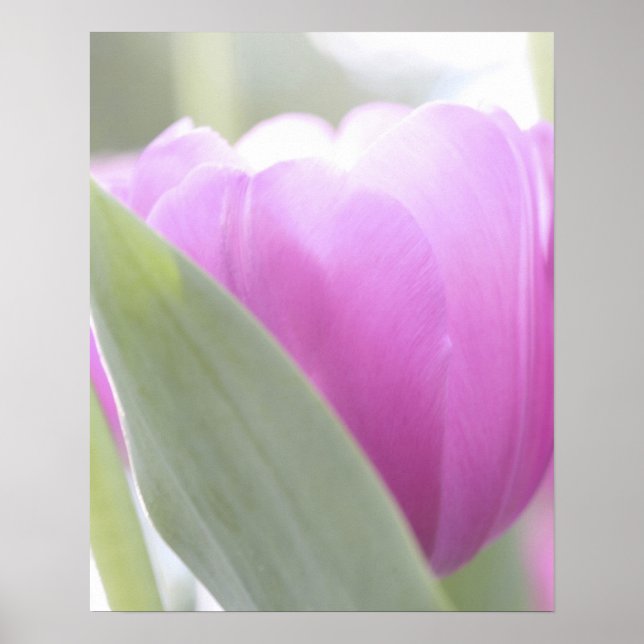 Póster Tulips, Keukenhoff Gardens, Netherlands. 2 (Frente)
