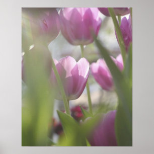 Póster Tulips, Keukenhoff Gardens, Países Bajos.