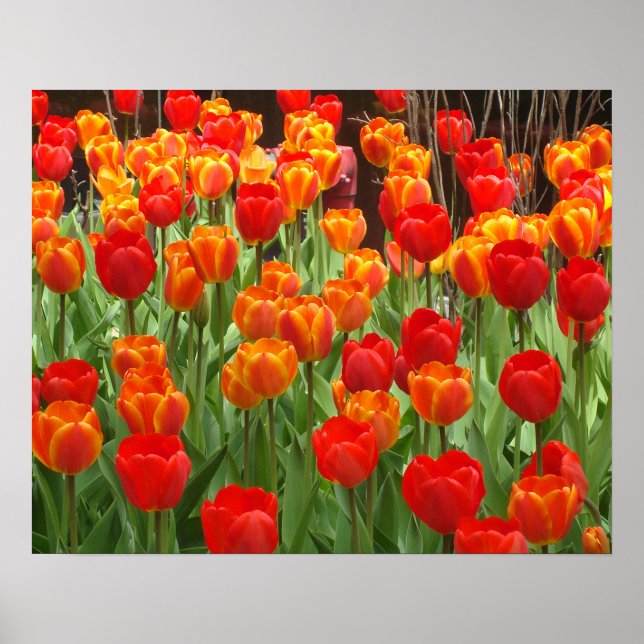 Póster Tulips Rojo Y Naranja Poster Lollipop (Frente)