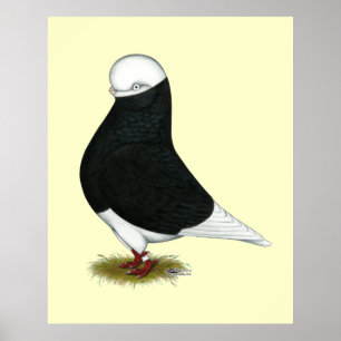 Póster Tumbler Pigeon Black Bald CL