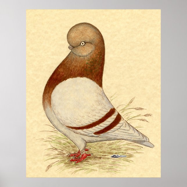 Póster Tumbler Pigeon: LFCL Mealy (Frente)