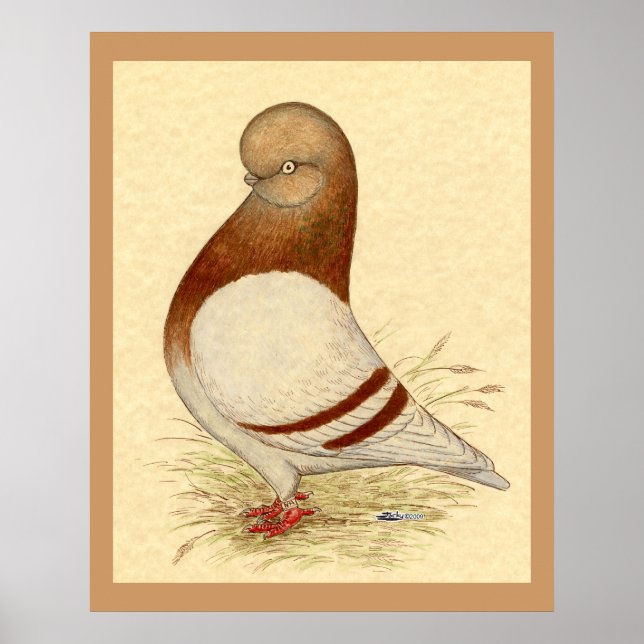 Póster Tumbler Pigeon: LFCL Mealy (Frente)