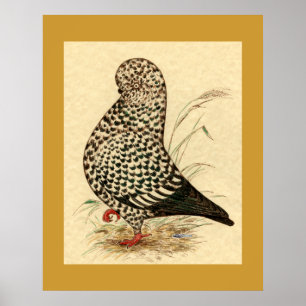 Póster Tumbler Pigeon LFCL Splash