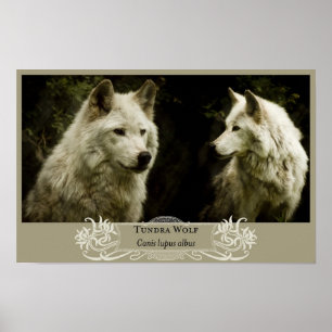 Póster Tundra Wolf 11x17 Poster