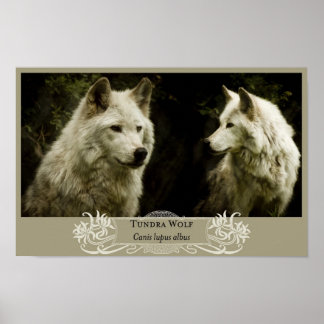 Póster Tundra Wolf 11x17 Poster