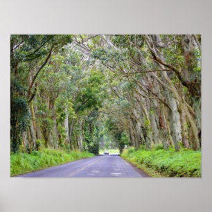 Póster Túnel de árboles de eucalipto, Kauai, Hawái