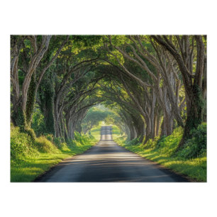 Póster Túnel de árboles Kauai Fotografía Arte de Pared