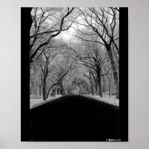 Póster Túnel del árbol