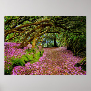 Póster Túnel del rododendro de Kenmare -… - Modificado